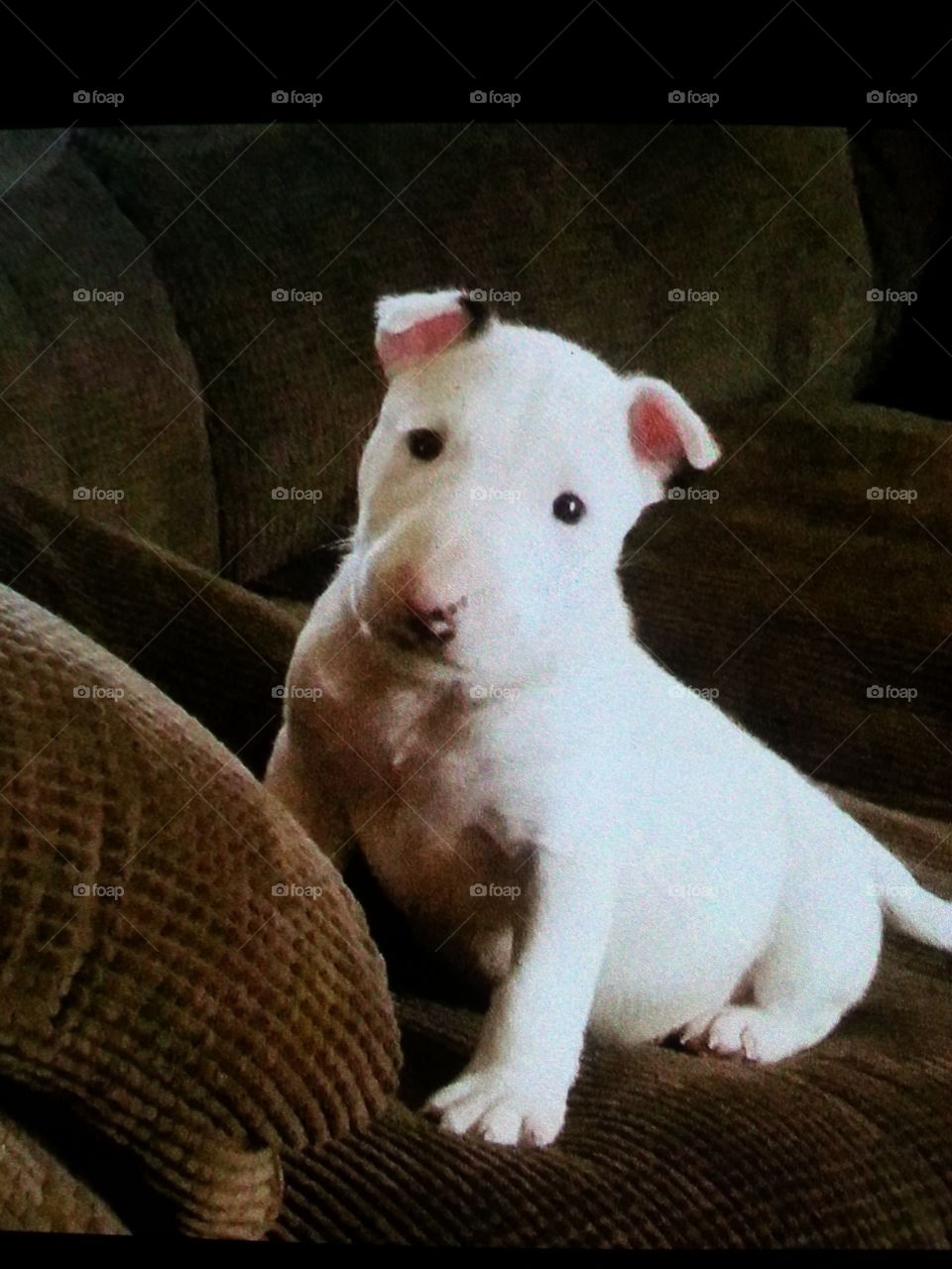 Baby Bull terrier puppy