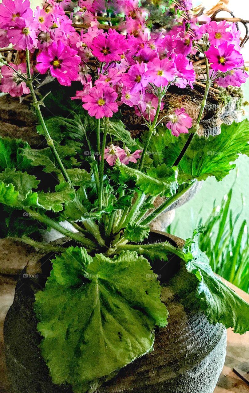 Potted Fuchsia Primula