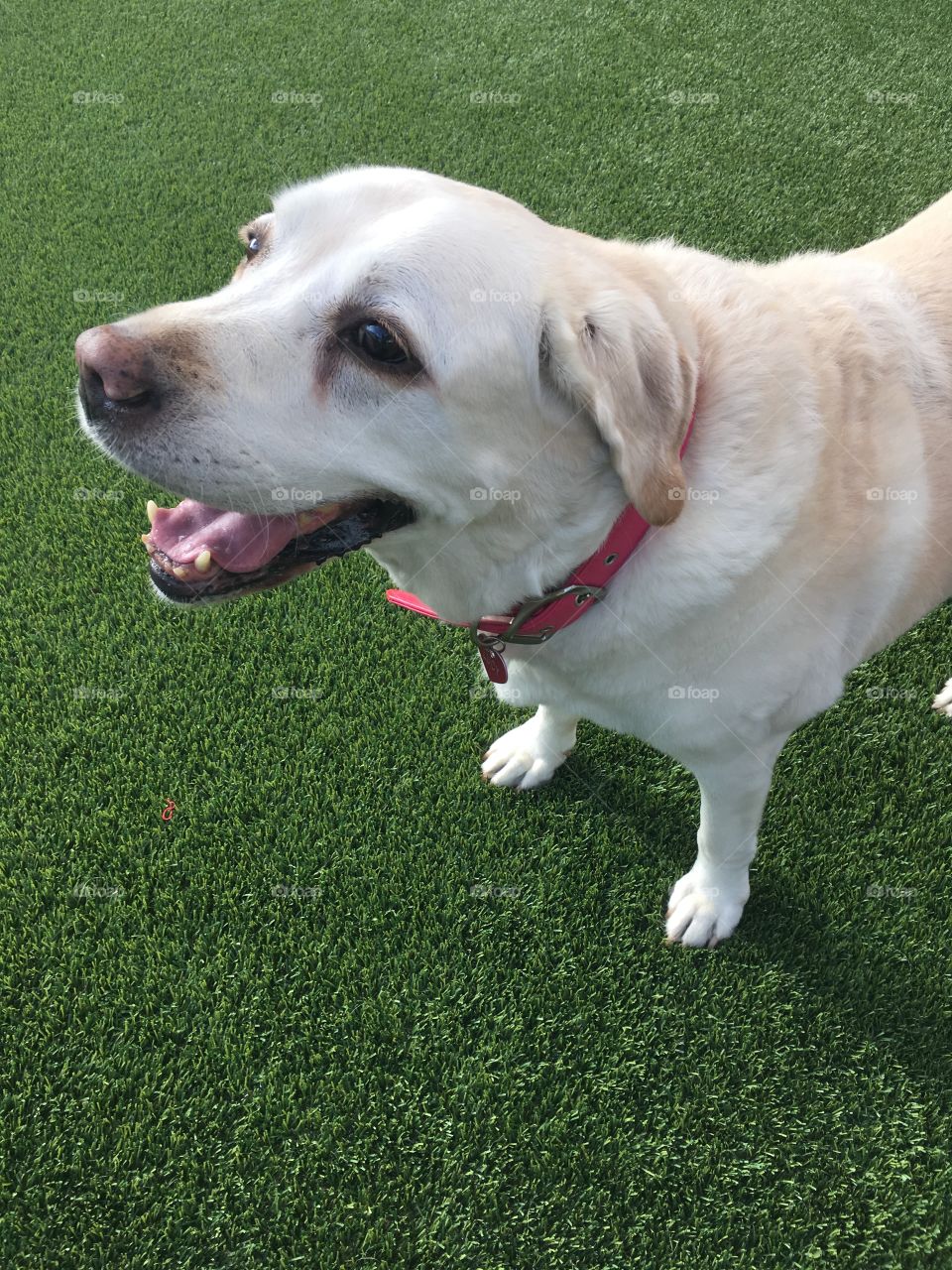 High angle view of labrador