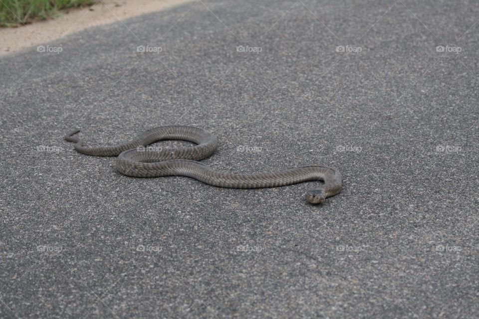 Black Mamba snake