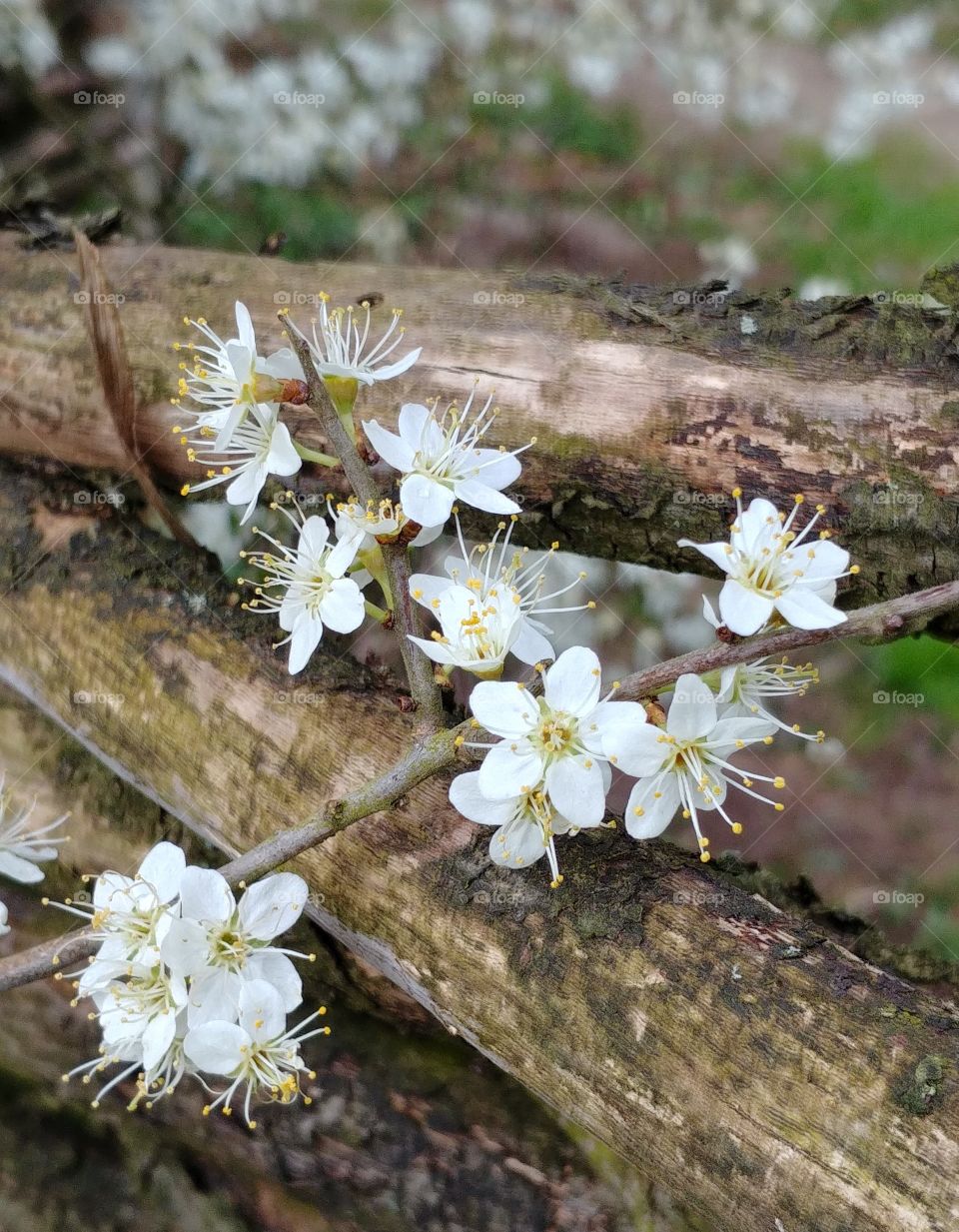 zaun blühen Blüten weiss weissdorn