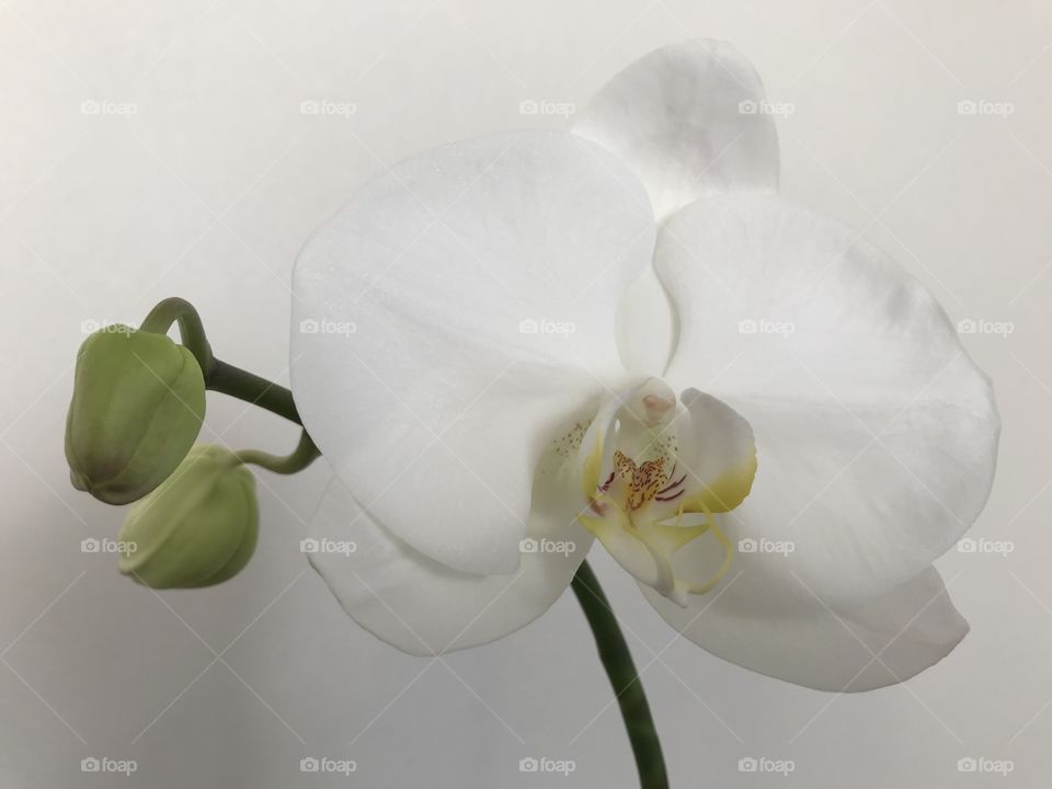 My blooming orchids 