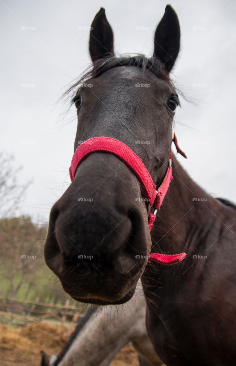 Majestic horses 