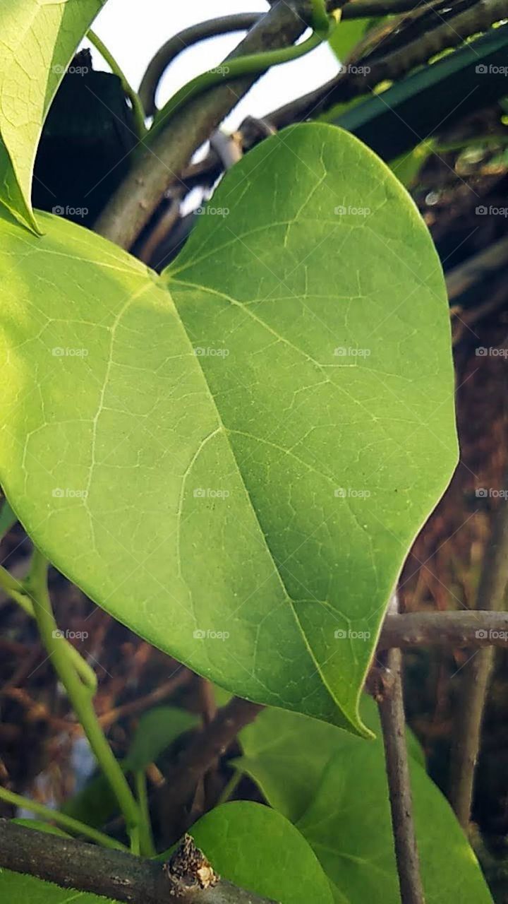 leaf