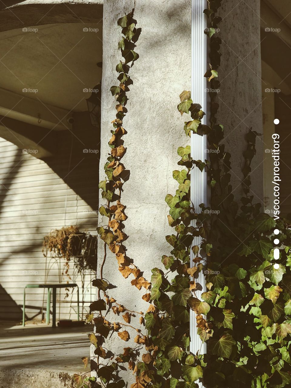 Vines on an old fashioned house