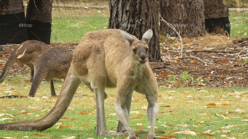 Australia ,kangaroos