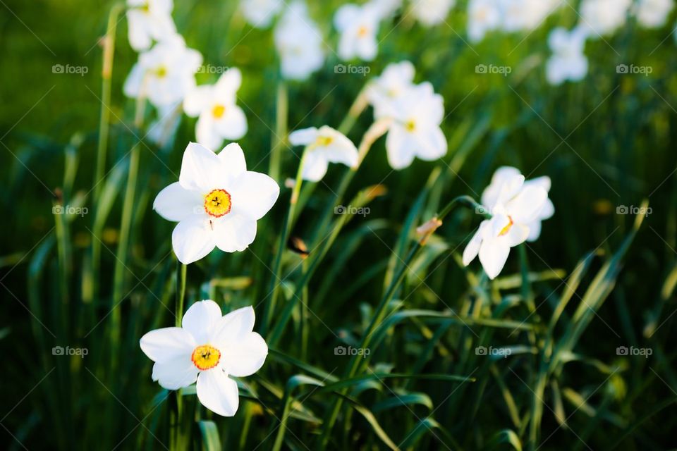 Close-up of flowers