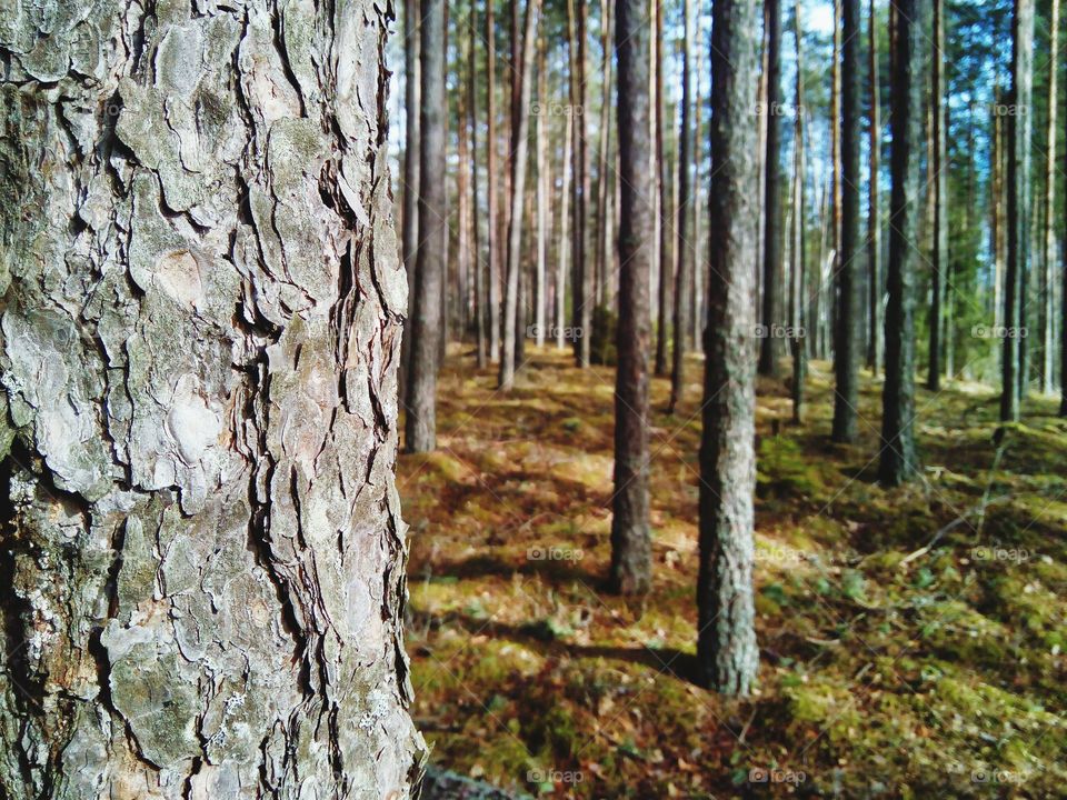 Macro Bark in summer forest