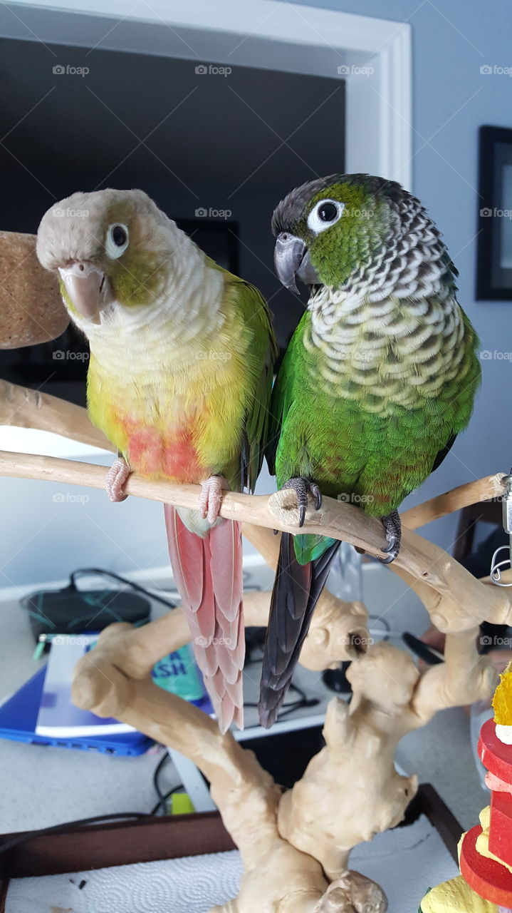 2 conures cuddled on branch