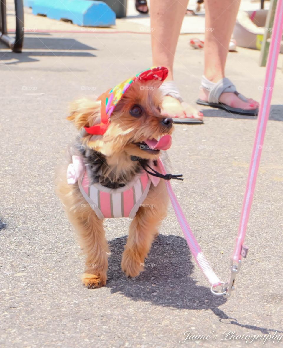 Tea cup Yorkie out for a stroll