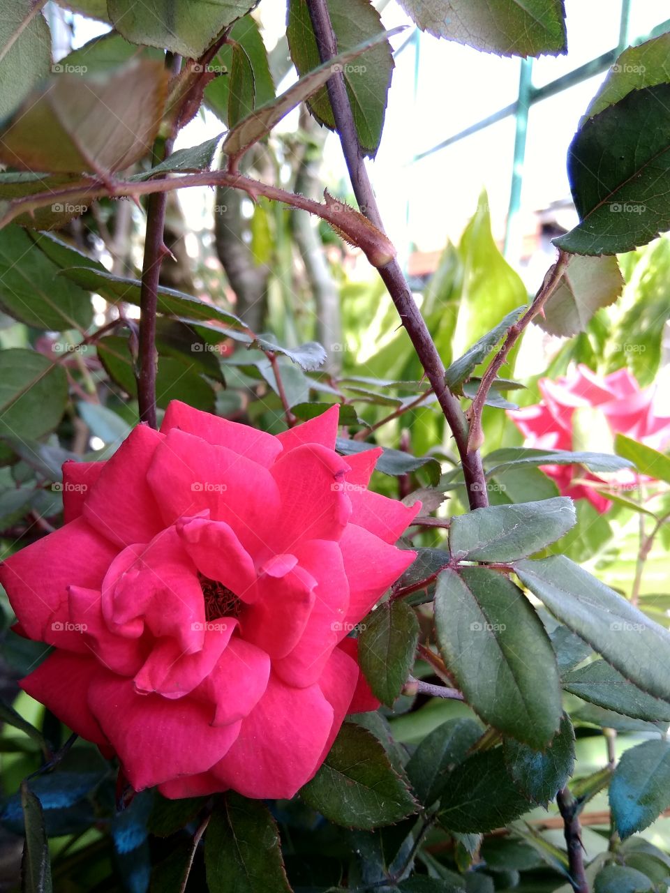 Vibrant rose flower. The view of it gives me a very good day. The weather is good too. It's a bit windy but I managed to take these photos.