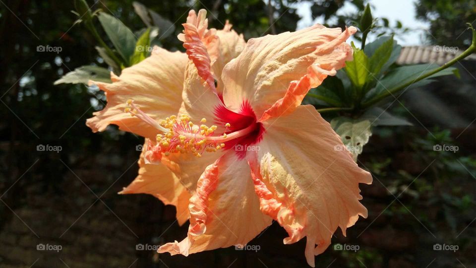 Beautiful Hibiscus flower. Colourful orange yellow petal with prominent androcium and gynocium