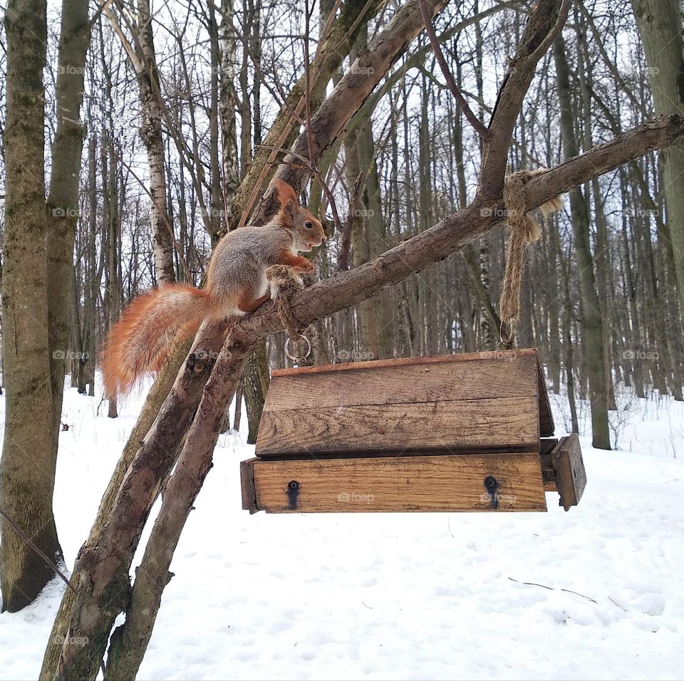 urban animal squirrel