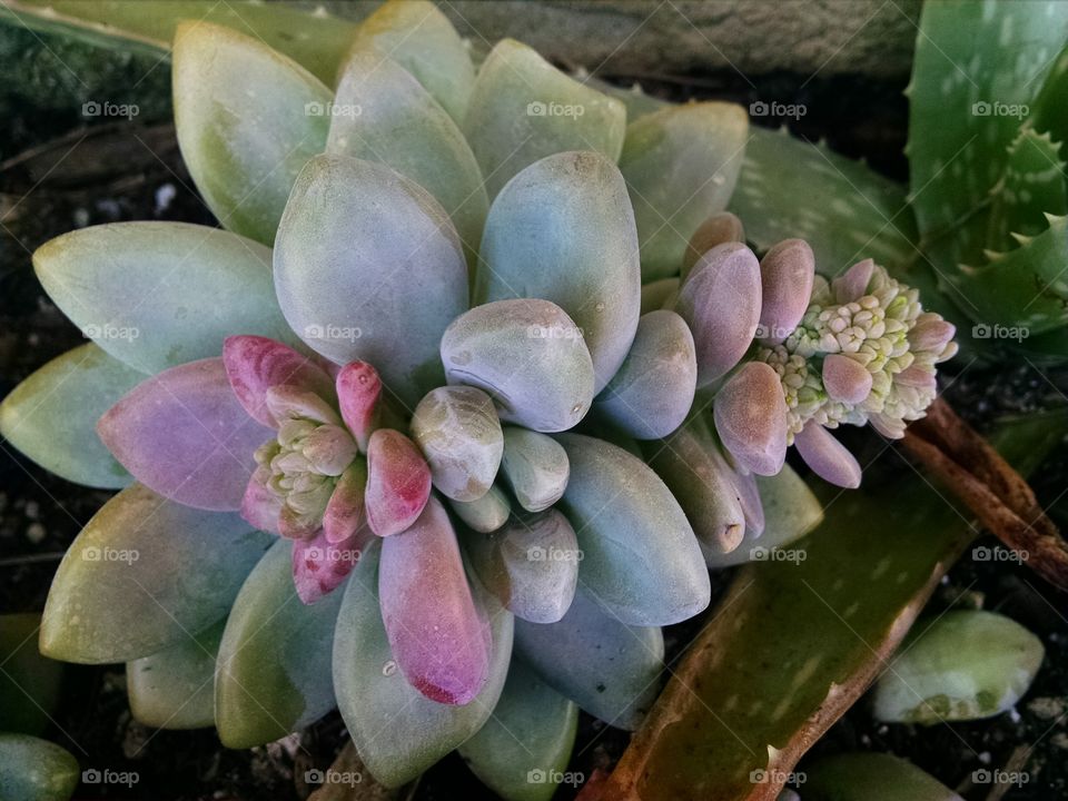close up succulent