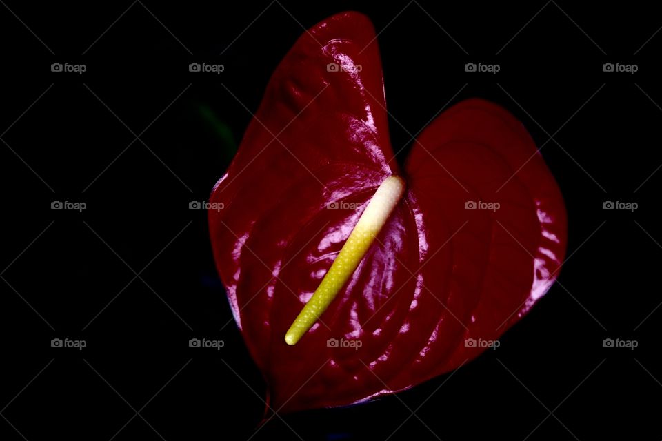 Anthurium red flower
