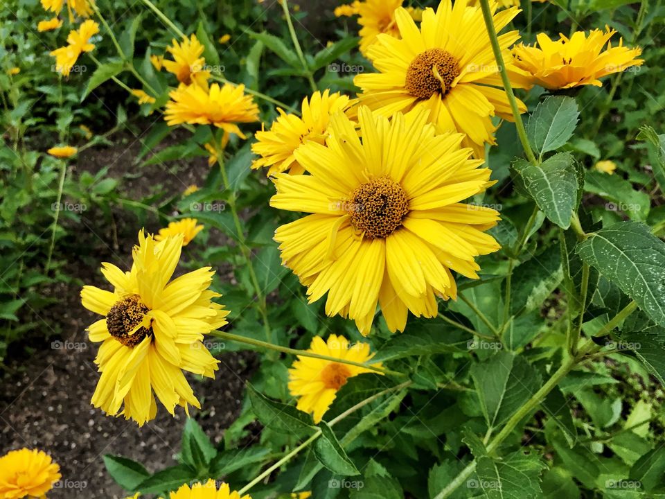 Yellow flower 