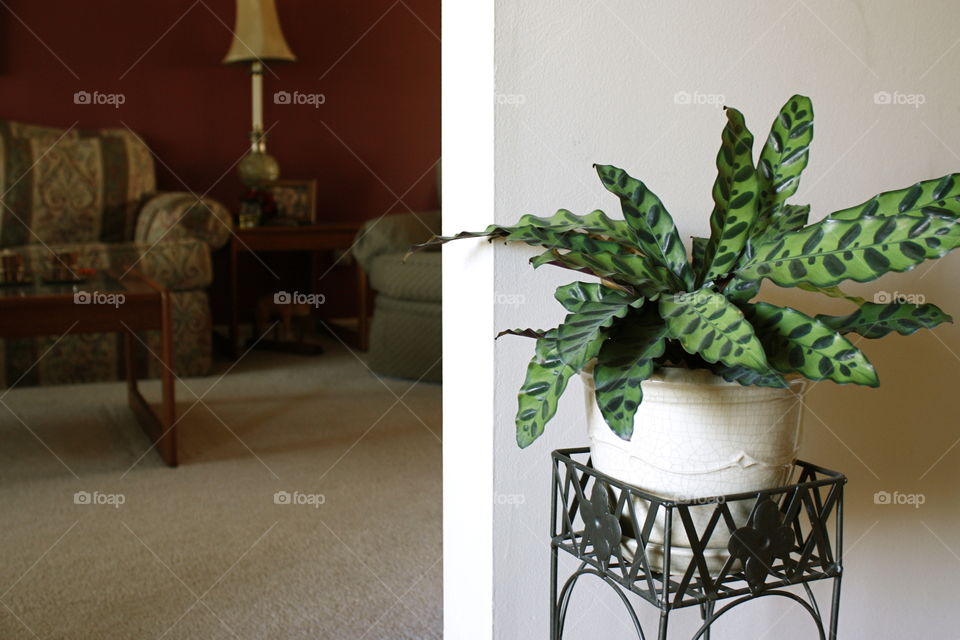 Raised, Spotted Potted Plant In Entryway