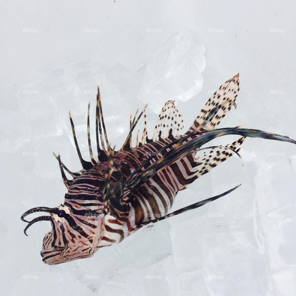 Lion fish on ice