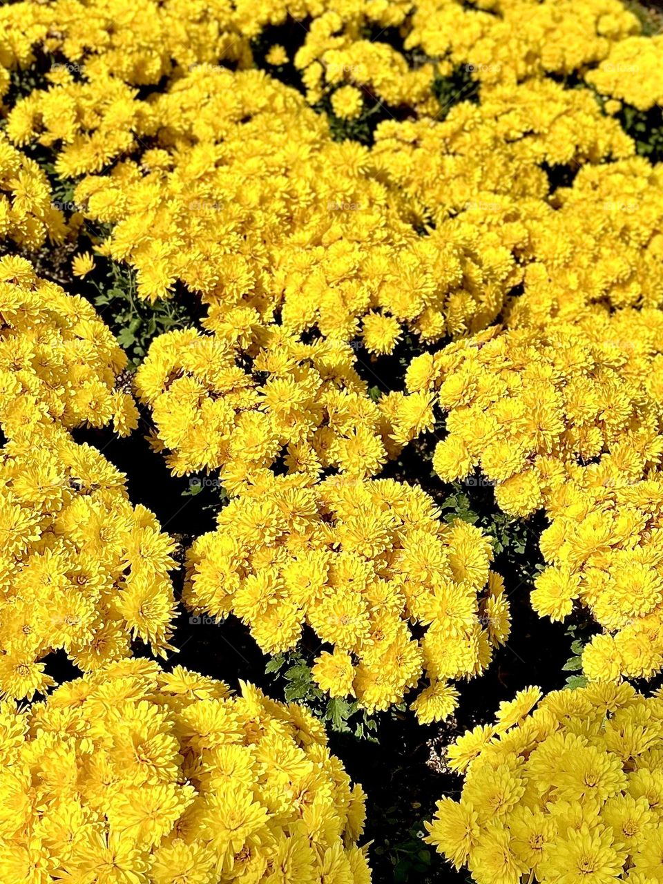 Rows of Yellow Chrysanthemums