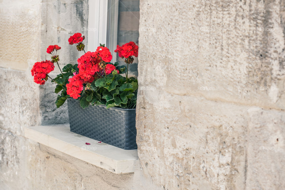 flower pots on a stone window sill