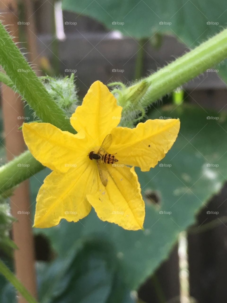 Spectacular nature! A tiny bee pollinates a stunning cucumber bloom! 