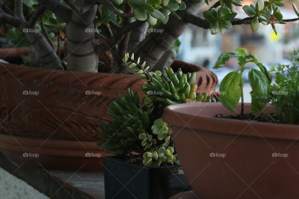 Pot on balcony ledge