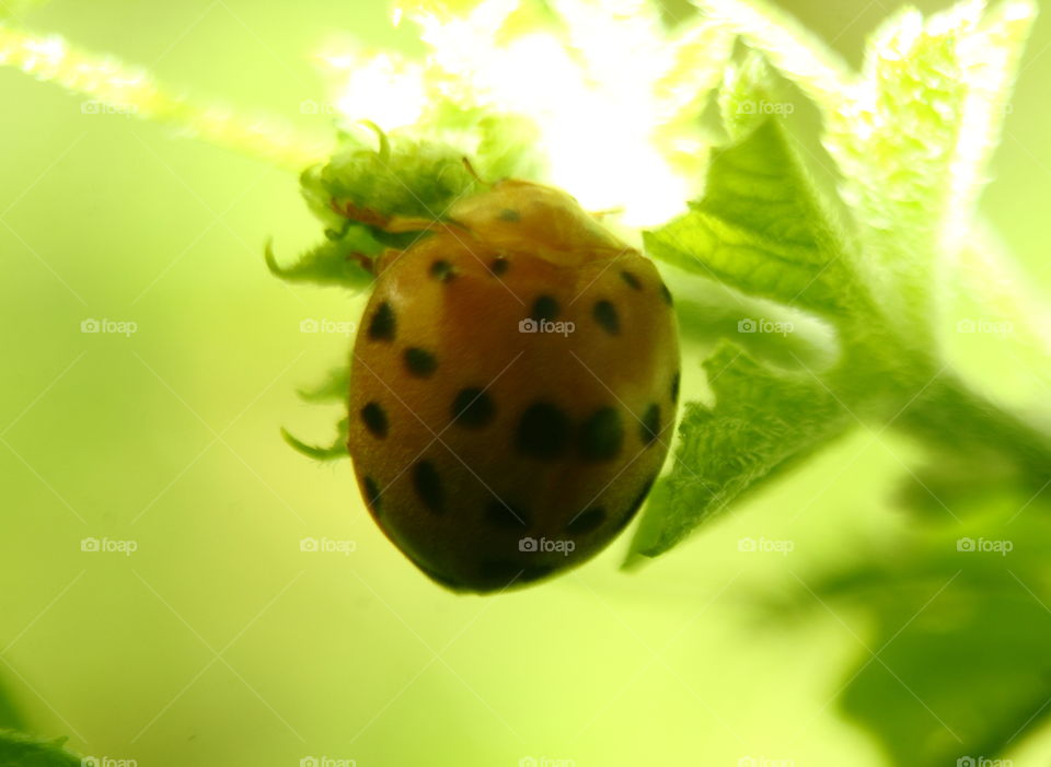 Tranverse tiny lady bug. Spotted black for skin around of the garden. Ready perched of the short plant at the top leaf.