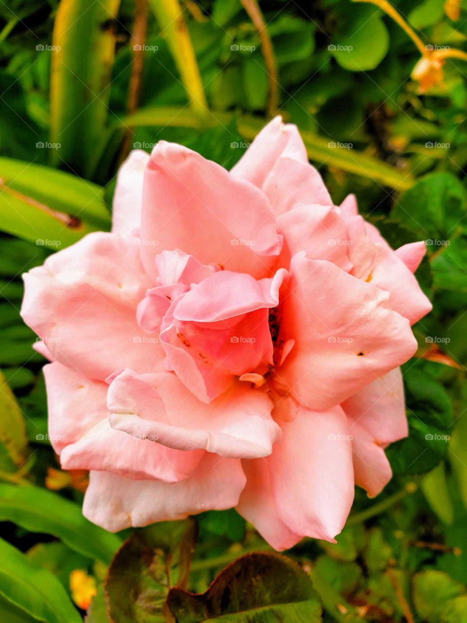 exotic  pink rose