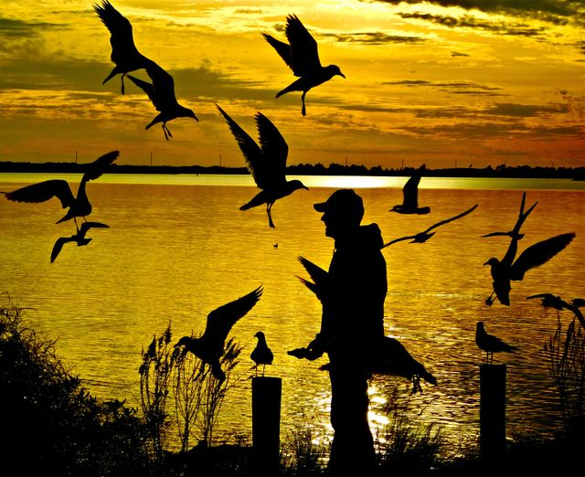 Birdman silhouette in a sunset surrounded by hungry seagull as they dart in and out for a piece of bread