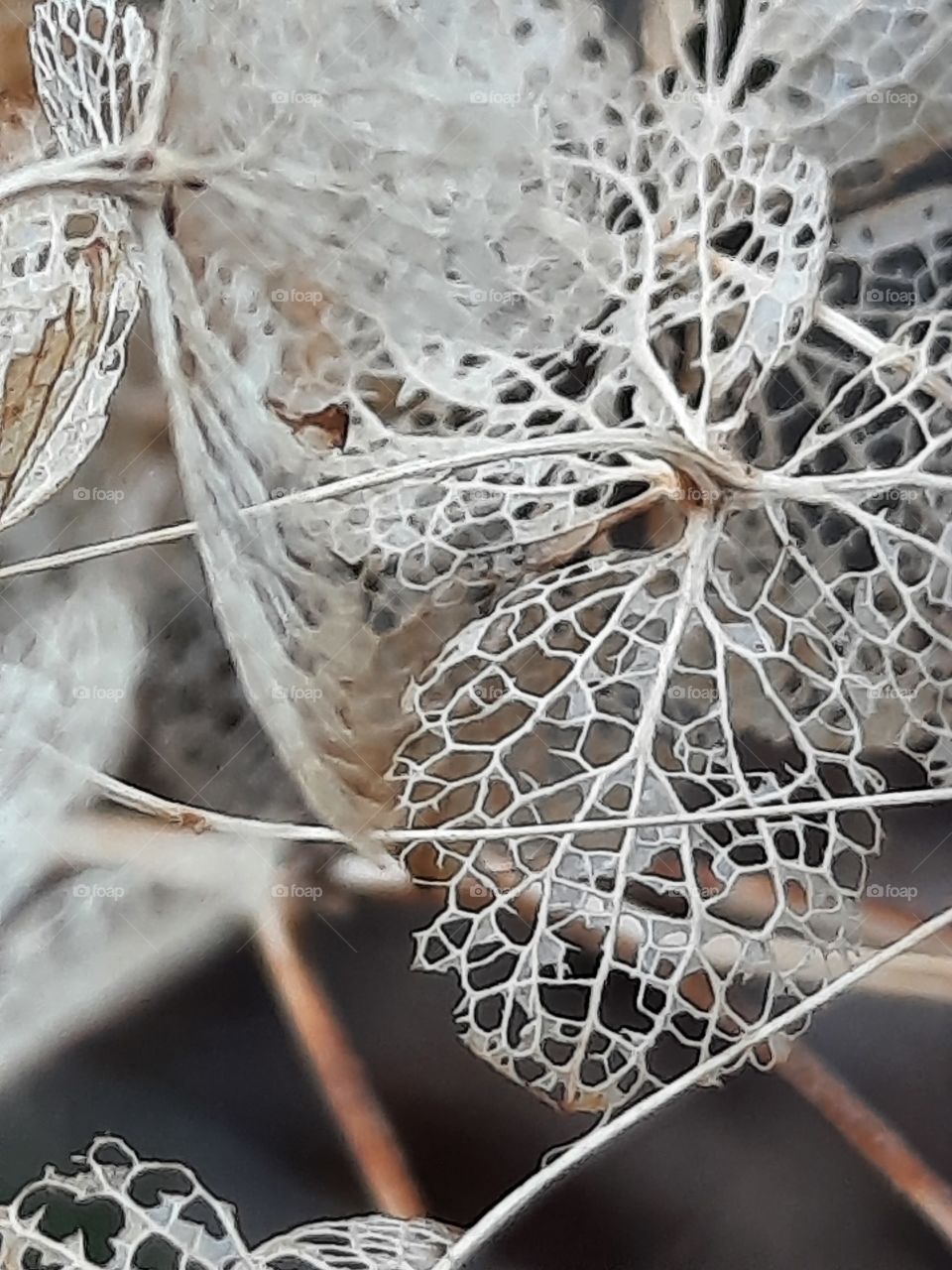 autumn garden - lose-up of dried hydrangea flower