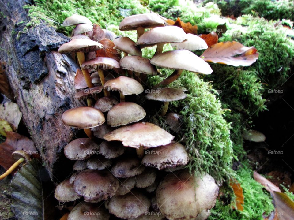 growing on a damp, moss covered log