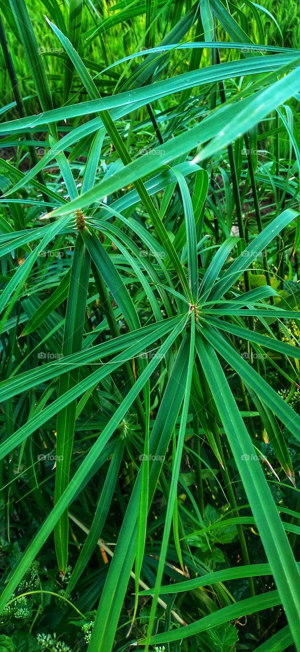 Cyperus alternifolius