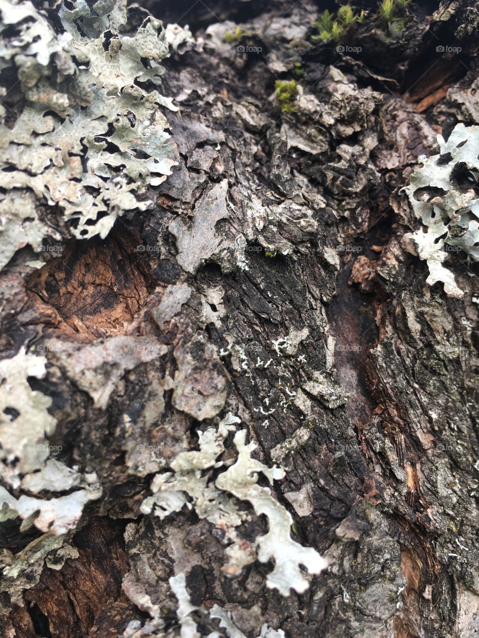 Moss and bark