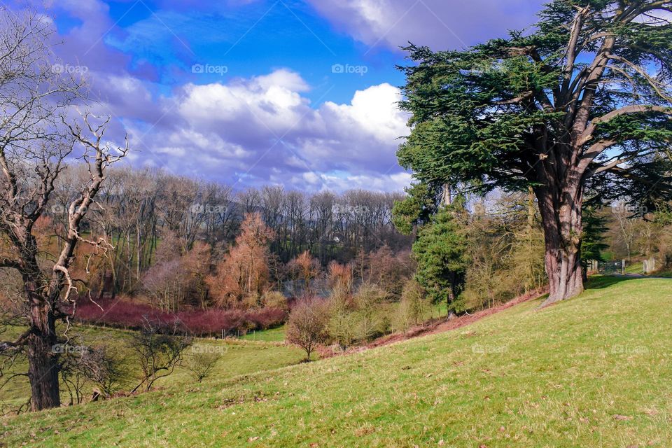 Idyllic park landscape