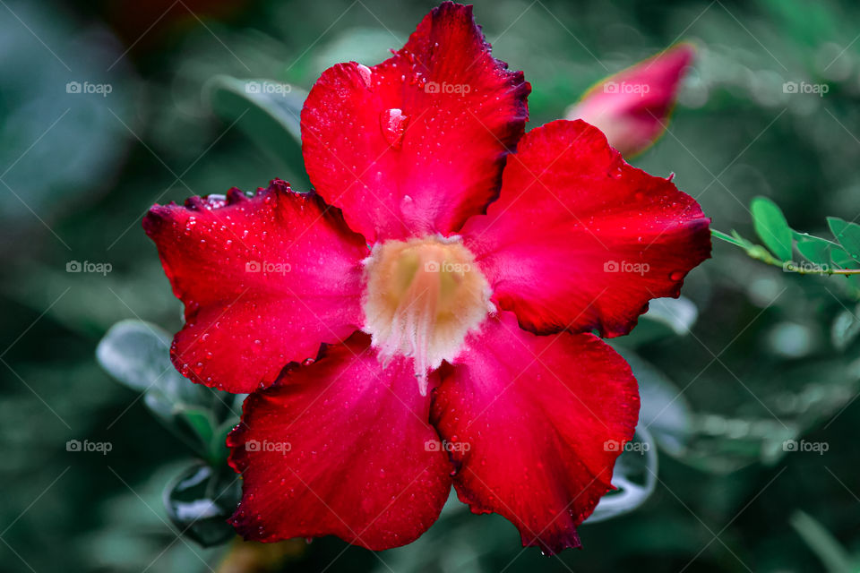 red flower in summer garden