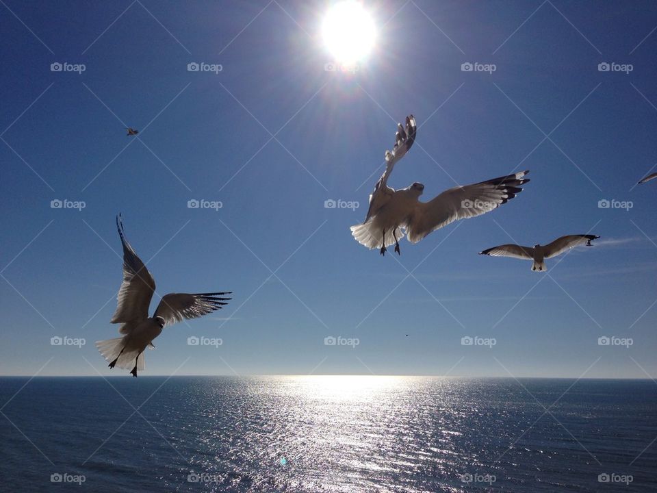 Seagulls in flight