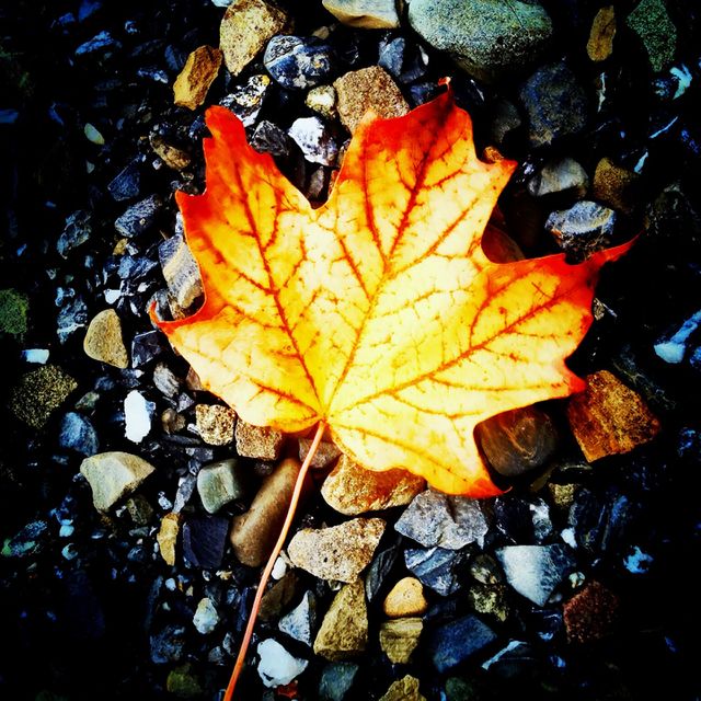 fall