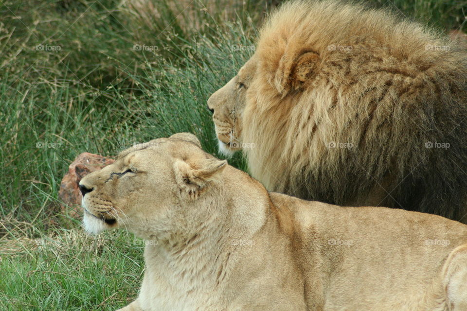 Lions taken on safari in South Africa 