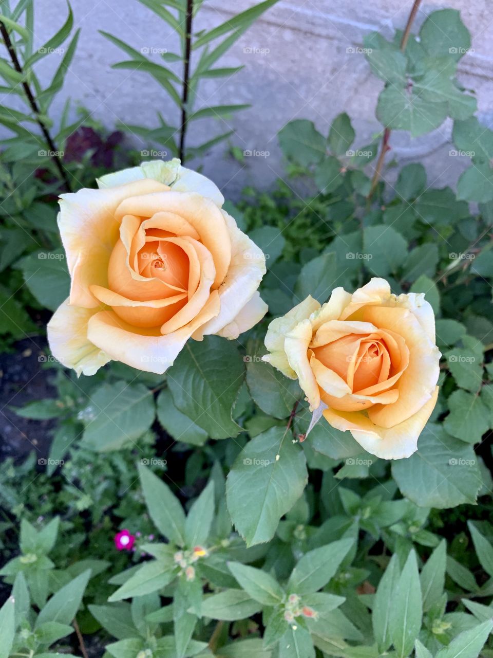 Summer garden. roses bloomed.
