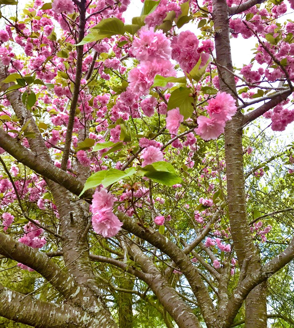 Pink Cherry Blossoms