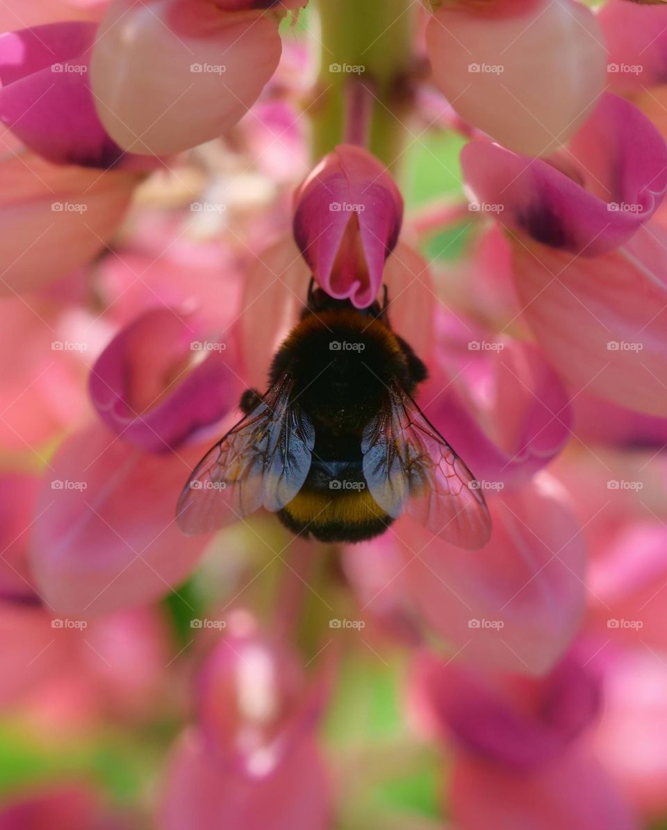 Bumblebee collects pollen on lupine