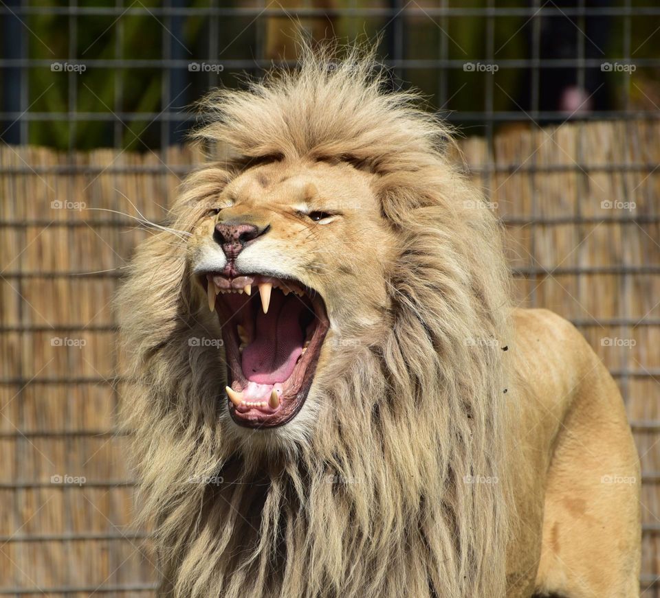 Lion shouting loud