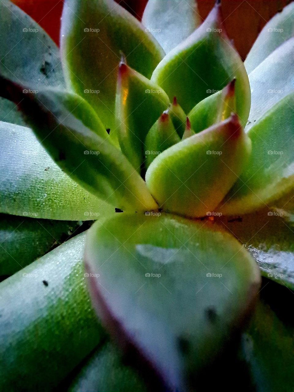 succulente