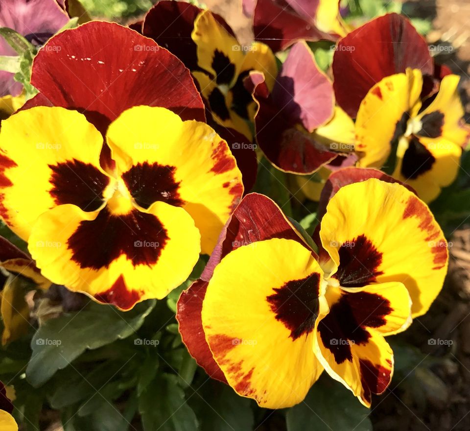 Yellow & Red Pansies