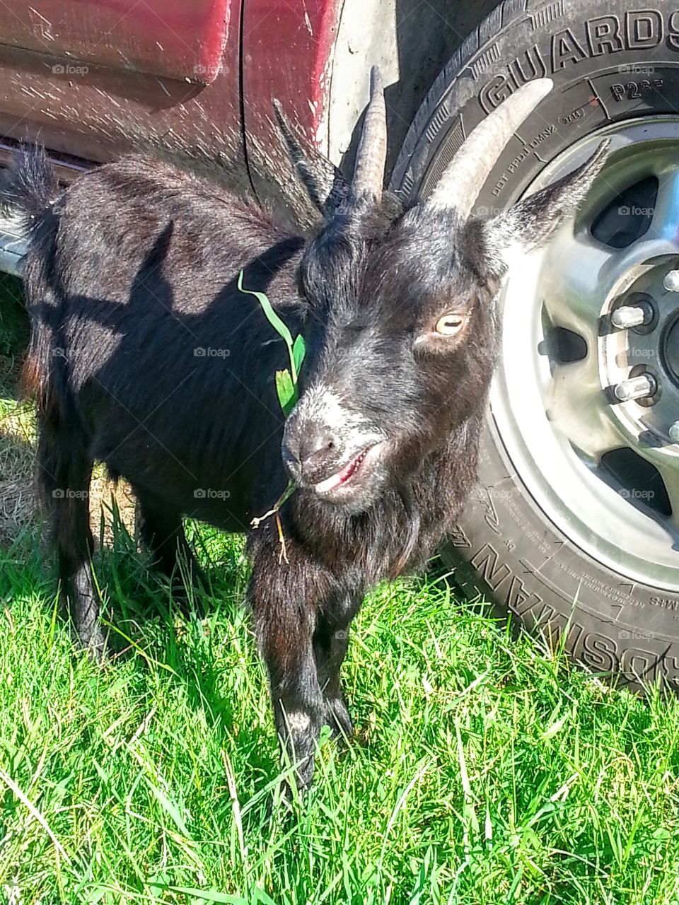 Mini Billy Goat. Mini billy goat in our yard.