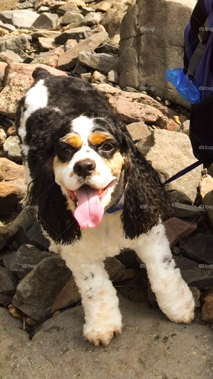 Cocker spaniel