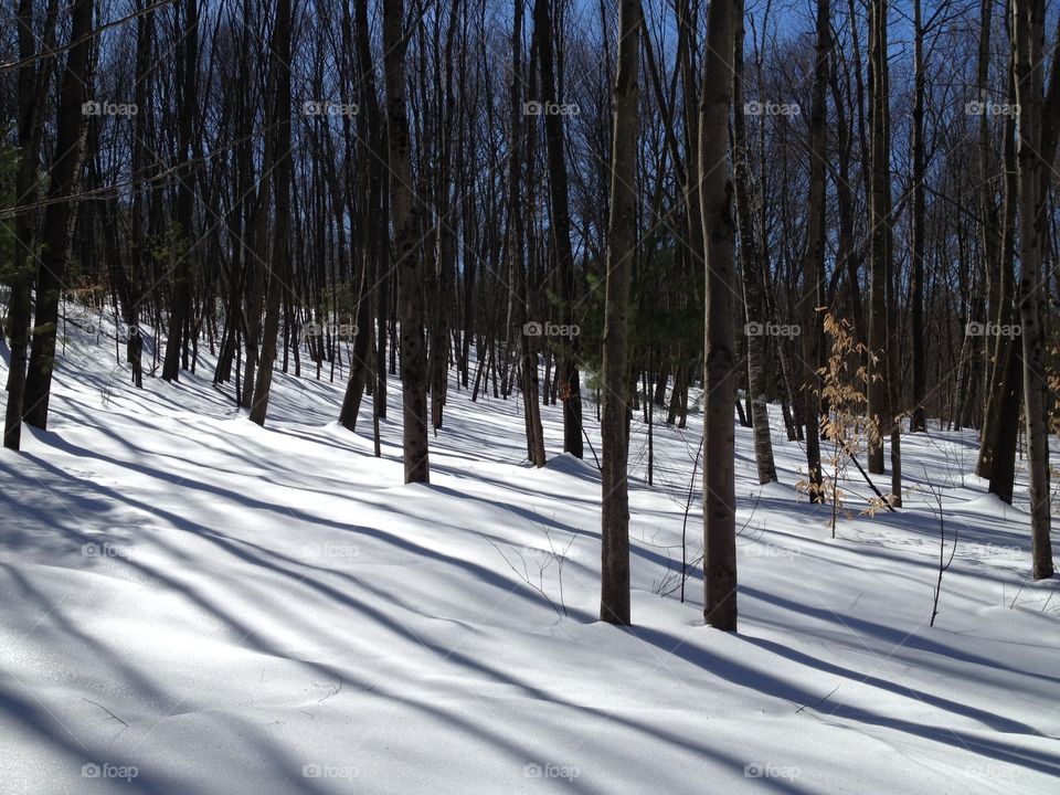 Winter shadows. Into the woods