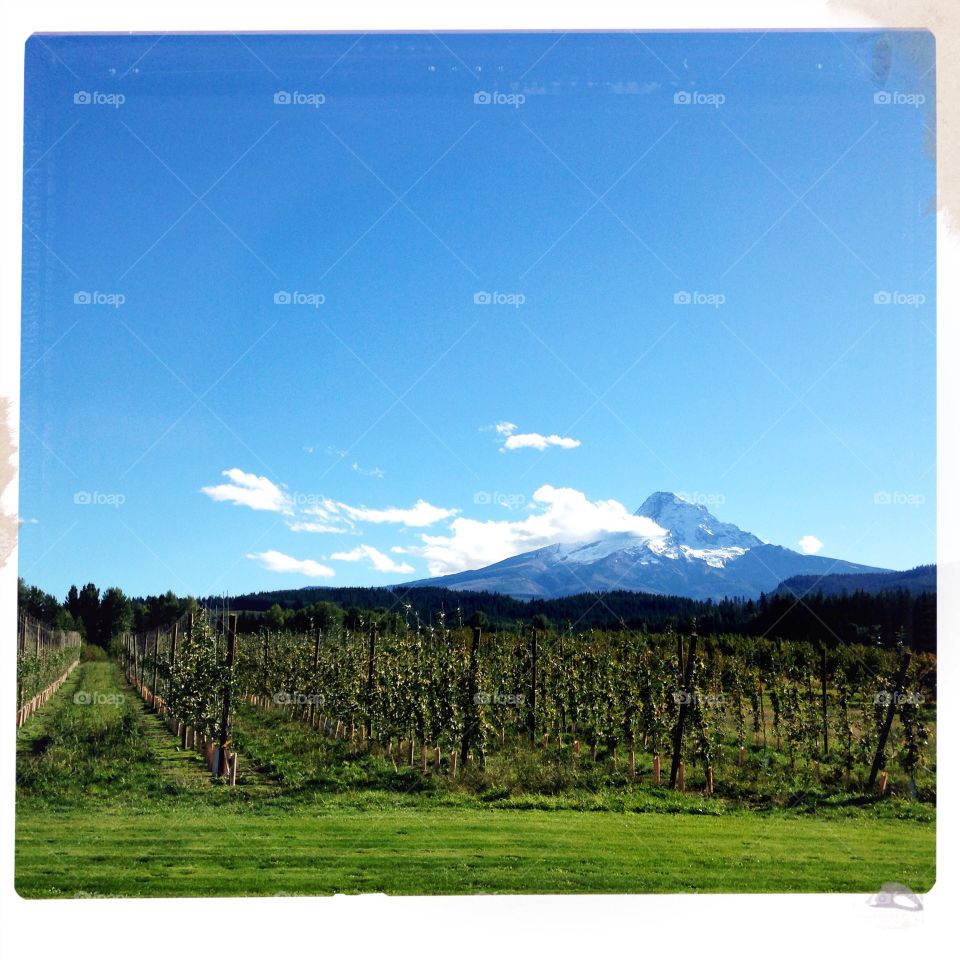 View of Mt. Hood through a vineyard in Parkdake, Oregon. 