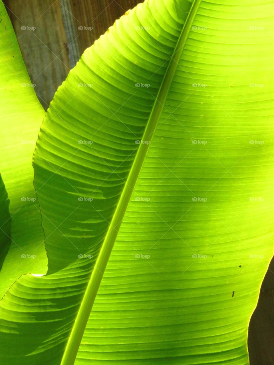 Palm tree leaf detail