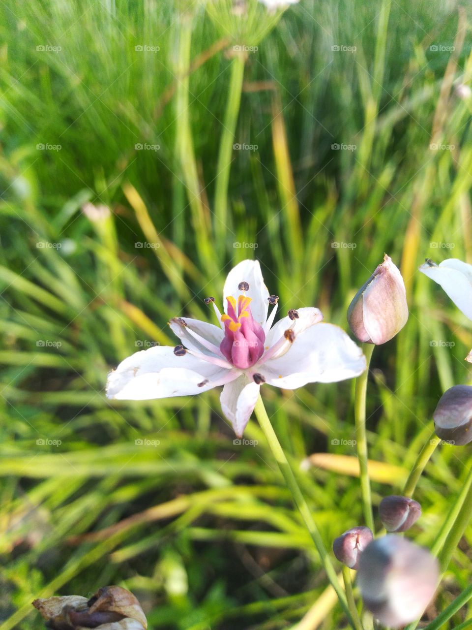 beautiful flower. summer. focus. white.